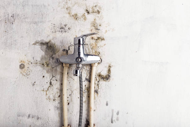Best Black Mold Removal  in Rowlett, TX