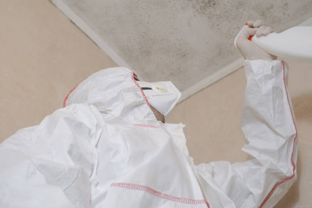 Best Attic Mold Removal  in Rowlett, TX
