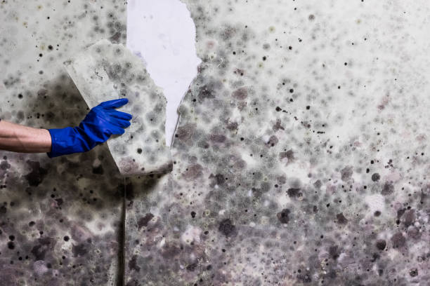 Best Commercial Mold Removal  in Rowlett, TX